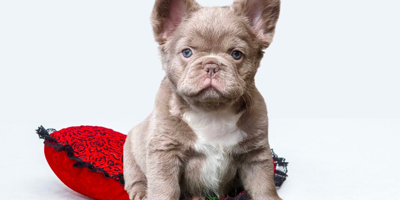 Fluffy Frenchie Puppy Fluffy French Bulldogs For Sale