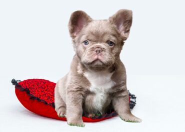 Understanding Frenchie DNA And Colors - Fluffy Frenchie Puppy