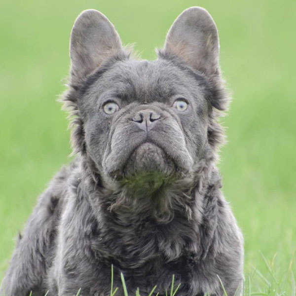 Fluffy Frenchie Stud Fluff-Z French Bulldog