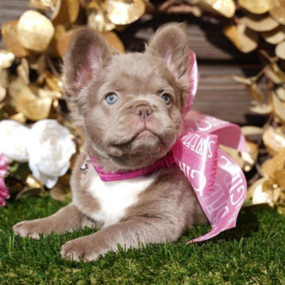 Fluffy Frenchie Puppy French Bulldog Puppies for sale in Iowa