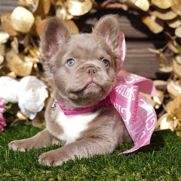 French bulldog store with curly hair