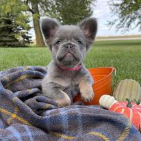 Fluffy frenchie sale puppy