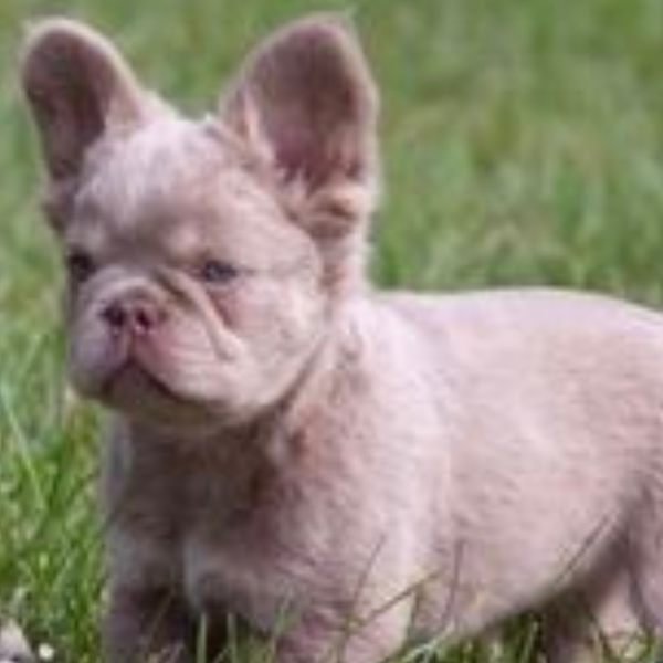 Fluffy Frenchie Puppy for sale French Bulldog Puppies in Iowa