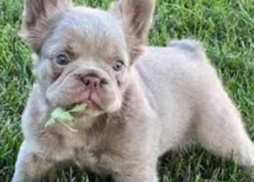 Tips for Frenchie Owners