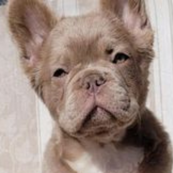 Fluffy Frenchie Puppy for sale French Bulldog Puppies in Iowa
