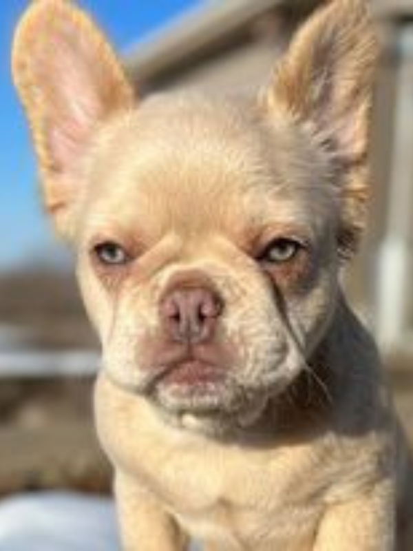 Fluffy Frenchie Puppy Available French Bulldog puppies in Iowa