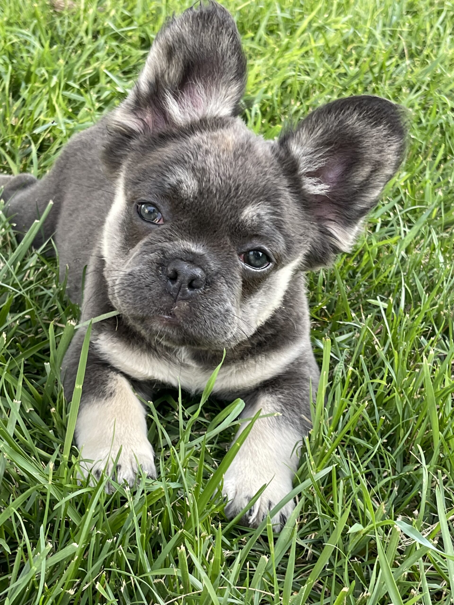 Fluffy French Bulldogs For Sale in Iowa - Fluffy Frenchie Puppy