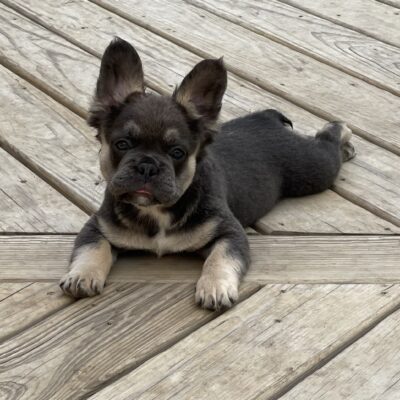 Fluffy French Bulldogs For Sale in Iowa - Fluffy Frenchie Puppy
