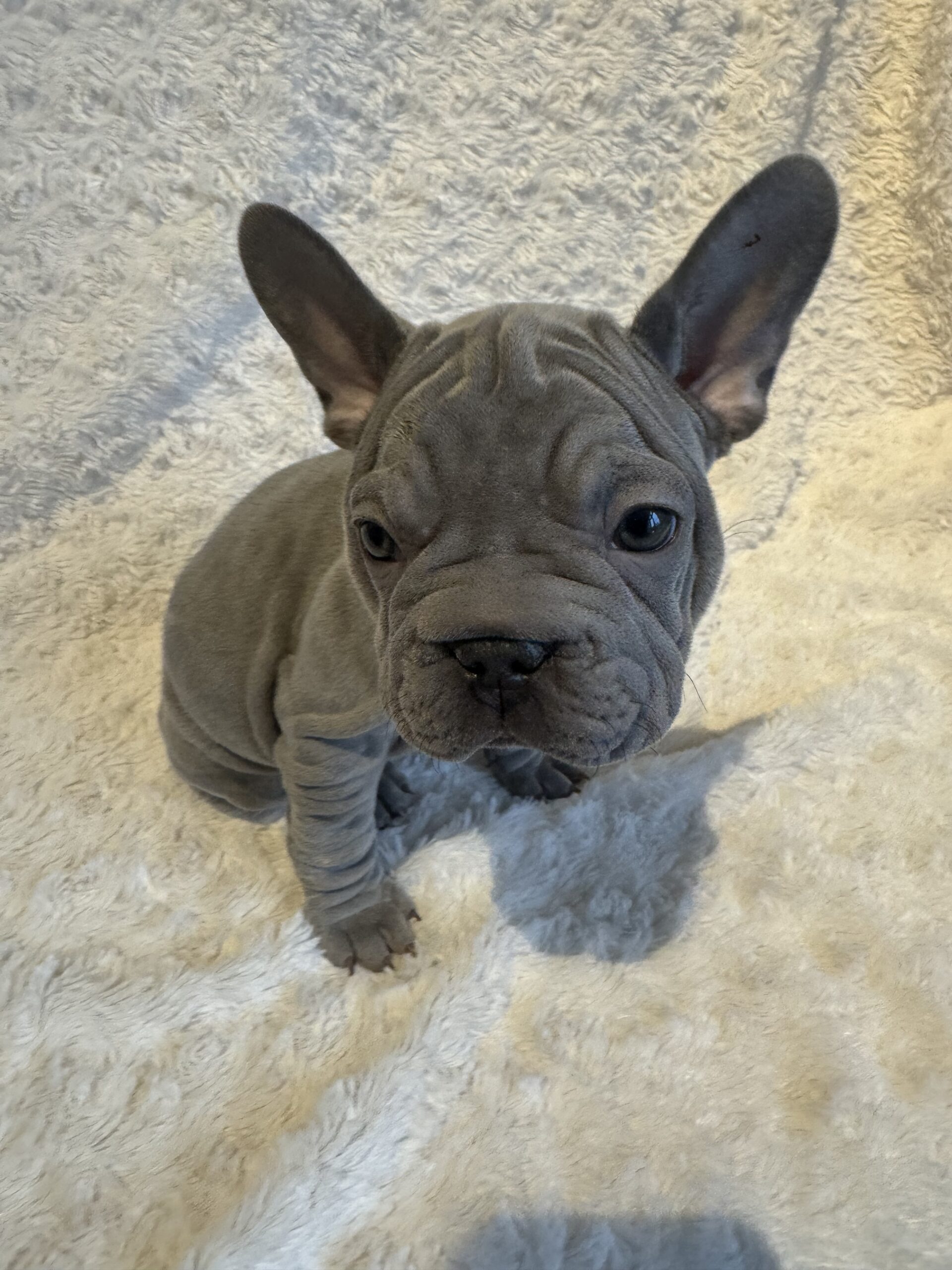 Fluffy French Bulldogs For Sale in Iowa - Fluffy Frenchie Puppy